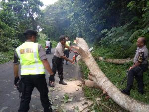 pohon tumbang